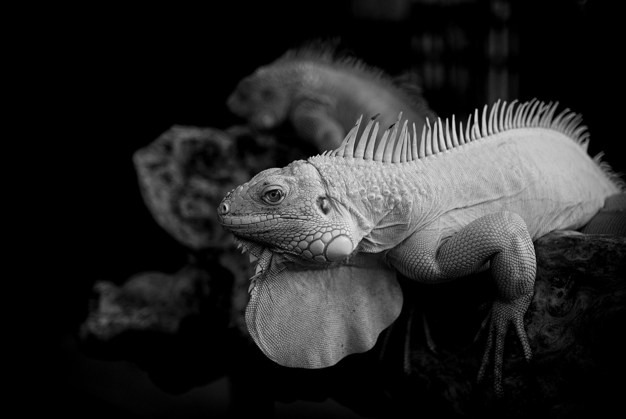 積立投資とNISAの違いは何ですか？